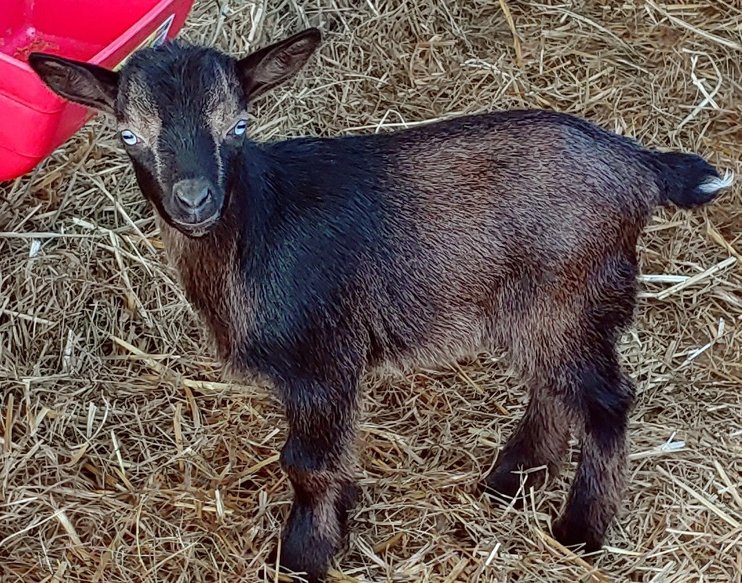 Goats for Sale | Pittmans Paradise LLC